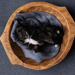 Garrett - male Toy Australian Shepherd puppy in Bertram, Texas from Ashley’s Australian Shepherds