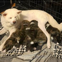 Japanese Akitainu Puppies from Ichigo Japanese Akitainu Kennels