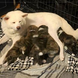 Japanese Akitainu Puppies from Ichigo Japanese Akitainu Kennels