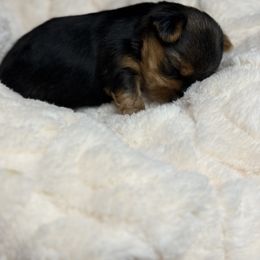 Yorkshire Terrier Puppies from XOXO Yorkies