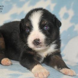 Slinky - Black tri male Miniature Australian Shepherd puppy in Patterson, North Carolina from DreamLine Aussies