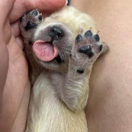 Golden Retriever Puppies from Trillium Spring's Goldens