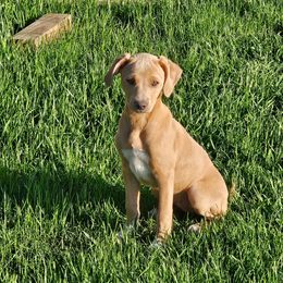 Blue Lacy Puppies from Red River Blue Lacys