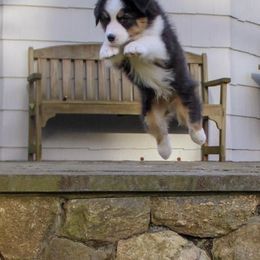 Australian Shepherd Puppies from NorthRidge Australian Shepherds