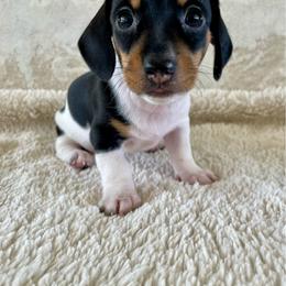 Lila - Black and tan female Dachshund puppy in Granbury, Texas from Bluebonnet Dachshunds, LLC
