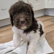 Pebbles - female Newfypoo puppy in Mckenzie, Tennessee from Small Town Doodles & Poodles