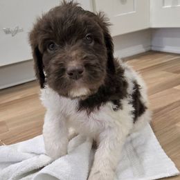 Pebbles - female Newfypoo puppy in Mckenzie, Tennessee from Small Town Doodles & Poodles
