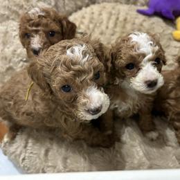 Poodle Puppies from Poodles 4 Life