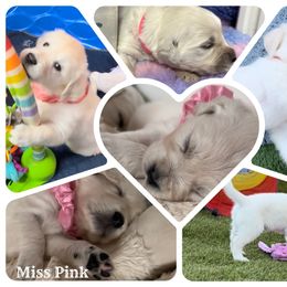 Ms Pinky - Light golden Golden Retriever puppy in Denton, Texas from Farley Goldens