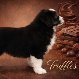 Truffles - Black tri male Miniature American Shepherd puppy in Olympia, Washington from Shamayim Shepherds