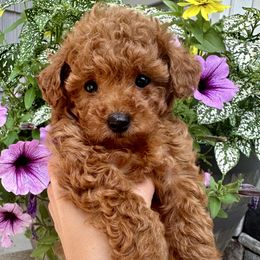 Poodle puppies from Creekside Ranch