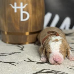 RUGER - Red male Bernedoodle puppy in Corpus Christi, Texas from The Henke Doodles