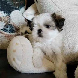 Shih Tzu Puppies from Jazzie Shih Tzu