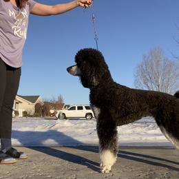 Poodle All Grown Up from High Desert Standard Poodles