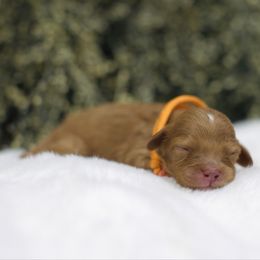 Flannel - Red male Cavapoo puppy in Queen Creek, Arizona from Dulcito Doodles