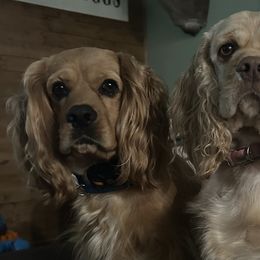 Cocker Spaniels from Clayton’s Cocker Spaniels
