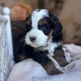 Origin - Tri-color male Bernedoodle puppy in Hillsboro, Oregon from Myt fine doodles