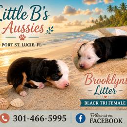 Girl 3 - Black tri female Miniature Australian Shepherd puppy in Port Saint Lucie, Florida from Charlene Brannon's Mini Australian Shepherds