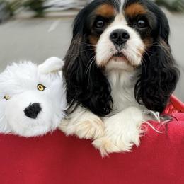 Blacky - Tri-color male Cavalier King Charles Spaniel puppy in Richmond, Virginia from Irresistible Dachshunds & Cavaliers