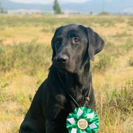 Labrador Retrievers from Kanati Kennels