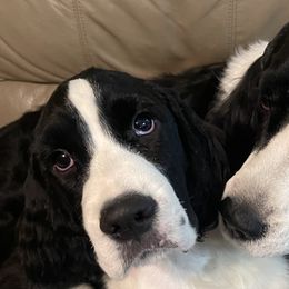 Dachshunds and English Springer Spaniels from Dalin English Springer Spaniels and Dachshunds