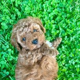 Sparky - Brown male Cavapoo puppy in Milton, Pennsylvania from Nita's Poodle Pooche's