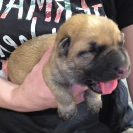 Yellow collar girl - Sable female German Shepherd puppy in Dallas, Pennsylvania from Mountainside German Shepherds