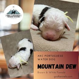 Mountain Dew - Brown and white female Portuguese Water Dog puppy in Weston, Idaho from Gro-T Kennels