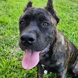 Chappell - Chestnut brindle female Cane Corso puppy in Houston, Texas from Zenith Cane Corso
