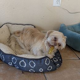 Sam - Shih Tzu puppy from R&R Shih-Tzus & Stud Services