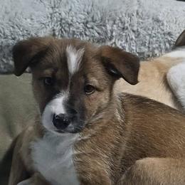 Border Collies, Labrador Retrievers, and Sporty Mixes from Memento Vivere Kennels
