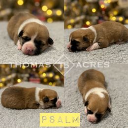 Psalm - Red female Pembroke Welsh Corgi puppy in Raymond, Illinois from Thomas Acres