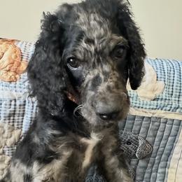 Mocha - Merle female Goldendoodle puppy in Benson, North Carolina from Yvonne❤️Goldendoodles