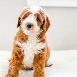 Cavapoo and Goldendoodle Puppies from Lake Cumberland Doodle Farm