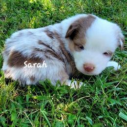Sarah - Red merle female Miniature Australian Shepherd puppy in Waxhaw, North Carolina from Cane Creek Aussies