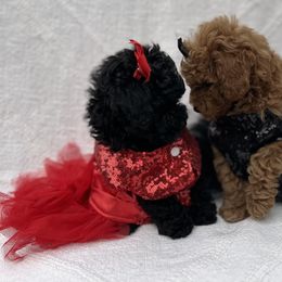 Biewer Terrier and Poodle Puppies from Alpha Tiny Paws