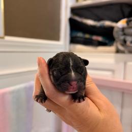 Spice - Black and tan female French Bulldog puppy in Grand Praire, Texas from Von Darr Kennels