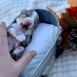Australian Labradoodle, Bernedoodle, Cavapoo, and Poodle Puppies from Walk with Me Doodles