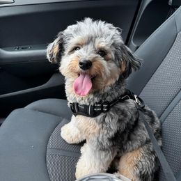 Aussiedoodle, Bernedoodle, and Goldendoodle Puppies from Little Golden Farm