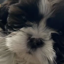 Shih Tzus from Cherie’s Purebred Shih Tzu’s
