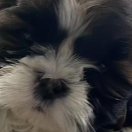 Shih Tzus from Cherie’s Purebred Shih Tzu’s