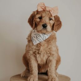 Goldendoodle Puppies from Diamond K Doodles