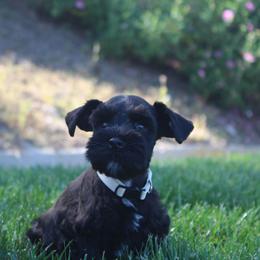 AKC Kyoto ( White) - Black male Miniature Schnauzer puppy in Vista, California from Olympus Schnauzers