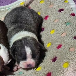 Captain America - Blue male Boston Terrier puppy in Millers Creek, North Carolina from Tumbling Shoals Hilltop Bostons