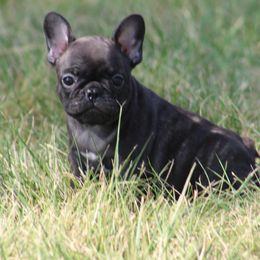 American Bulldog, French Bulldog, and Shorty Bull Puppies from Bingham's Bulldogs LLC