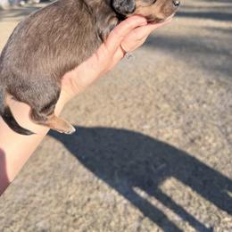 Billy - Red male Dachshund puppy in Lake City, Florida from KNG FARMS