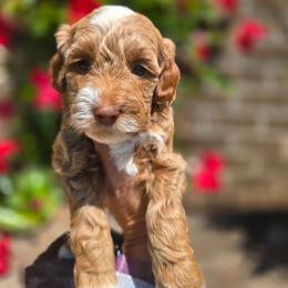 Dark Blue - Red  male Goldendoodle puppy in Somerville, Alabama from Southern Enchanted Doodles