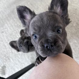 French Bulldog Puppies from Kristen Fifer