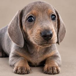 Male - Brindle male Dachshund puppy in El Campo, Texas from Creamer Creek Kennel