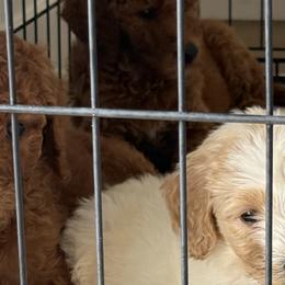 Poodles from JennieMiniPets